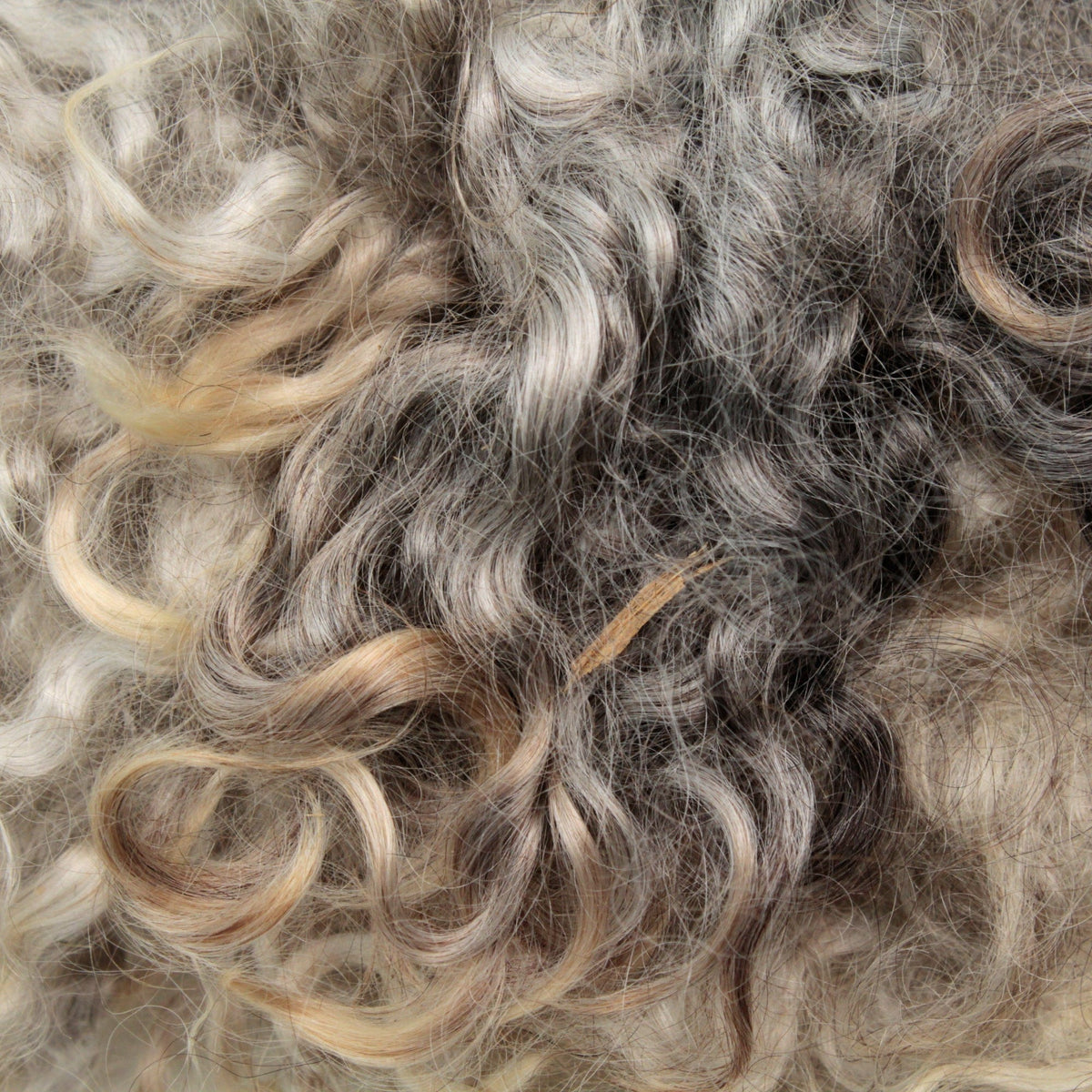 Close-up of thick, curly Kid Mohair Locks & Loose Fiber by Prairie Lake Farm, showing a natural mix of gray, brown, and blonde tones that highlight its textured beauty. Sold by the ounce.