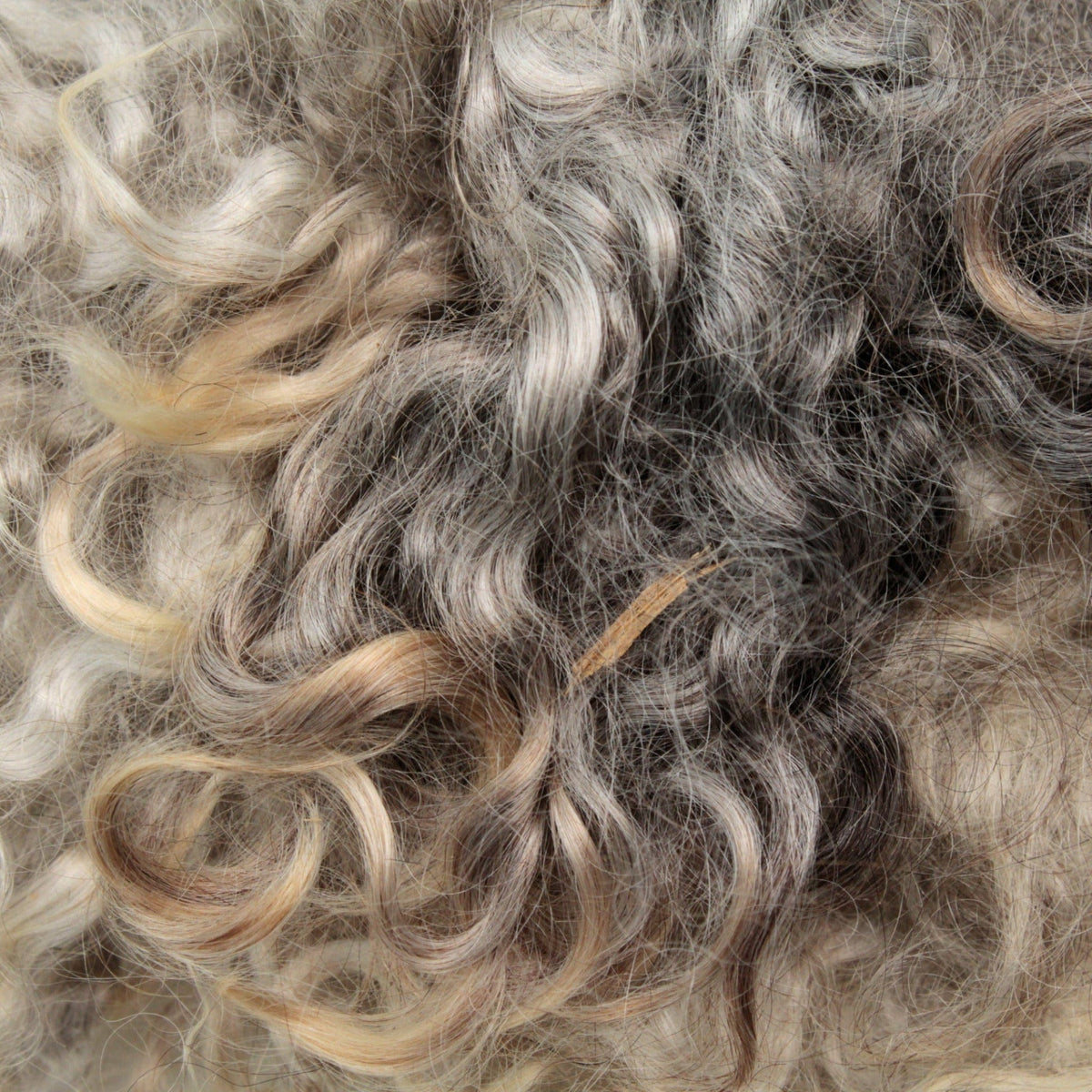 Close-up of soft, wavy kid mohair locks and loose fiber in gray, beige, and light brown from Prairie Lake Farm, showcasing the natural texture and quality of their Kid Mohair Locks & Loose Fiber sold by the ounce.